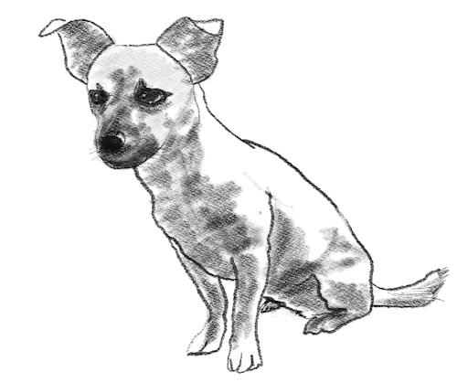 A drawing of a small terrier.